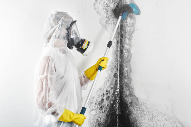 Best Mold Remediation for Healthcare Facilities  in Greenwood, SC