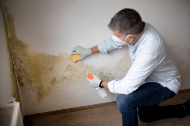 Reliable Greenwood, SC Mold Removal Solutions
