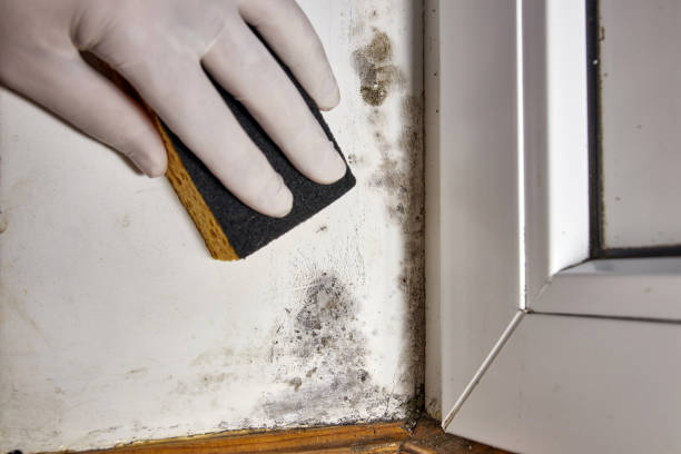 Best Mold Odor Removal Services  in Greenwood, SC